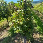 Eifel-Mosel Lounge Ruhig & Modern 149 Qm Fuer Bis Zu 6 Gaeste Nahe Cochem Appartement Greimersburg