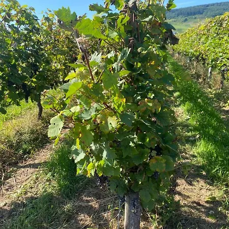 Feiden Eifel-mosel Lounge Διαμέρισμα Greimersburg